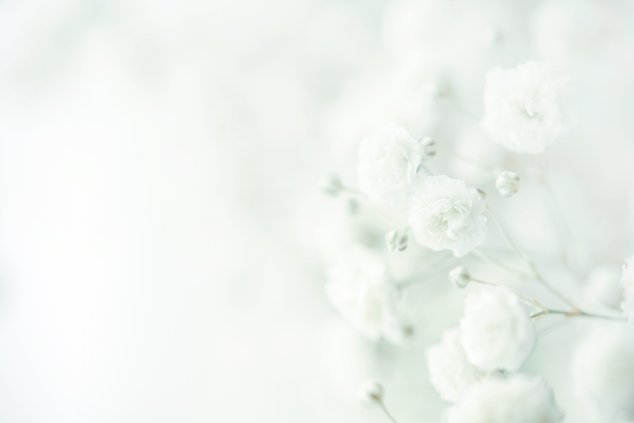 gypsophila flower background