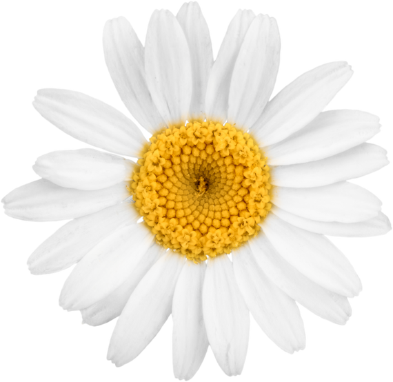Chamomile or Daisy Flower