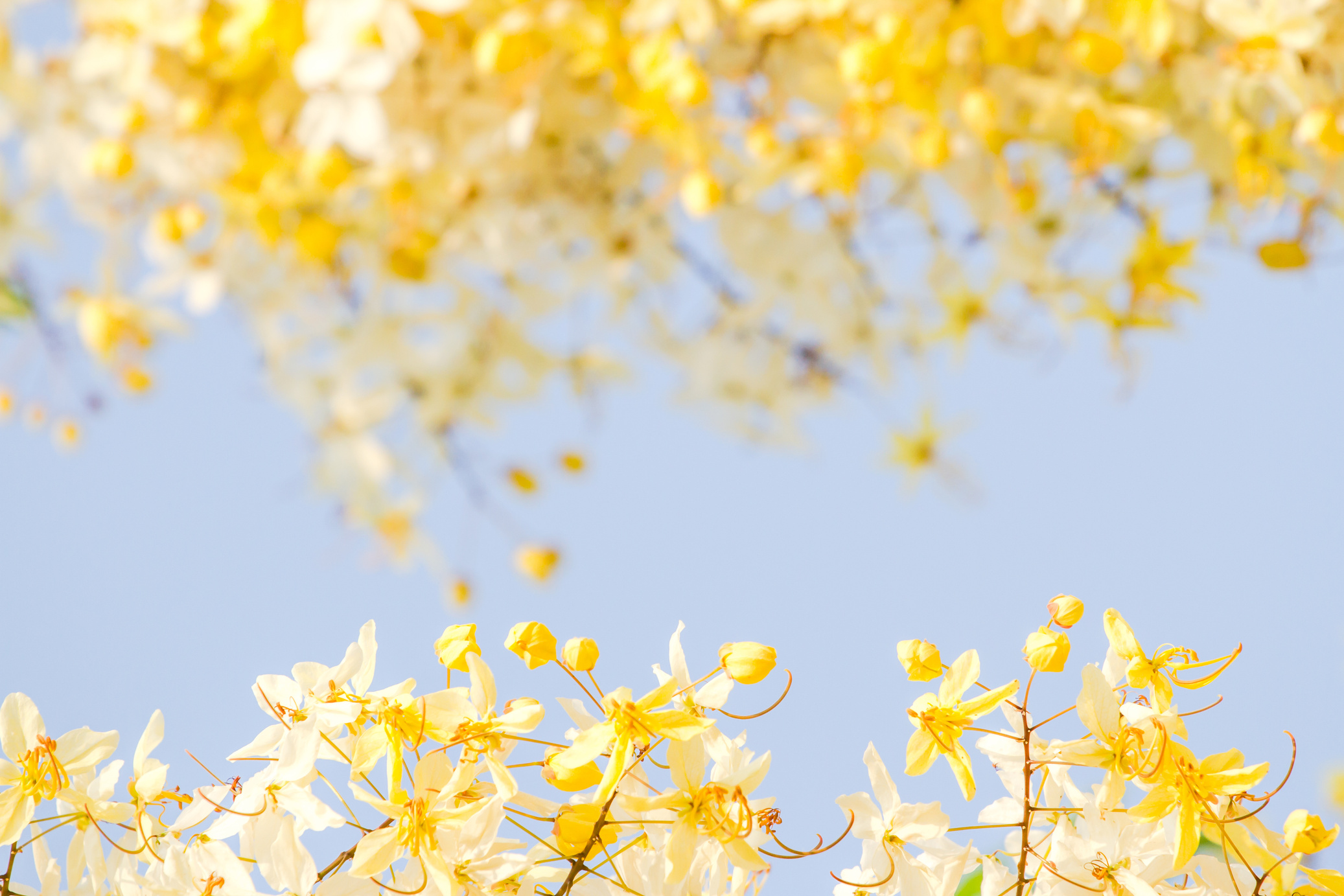 Flower Background
