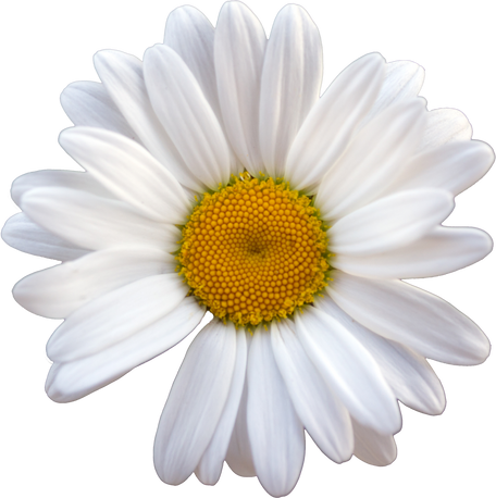 Daisy Flower Cutout 