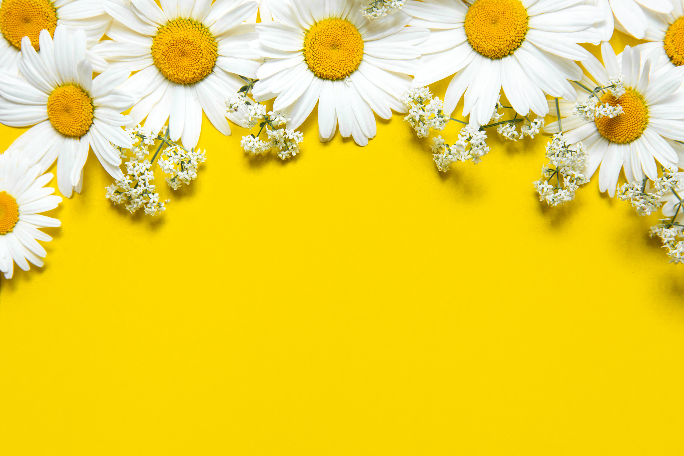 Spring summer pattern chamomile on yellow background