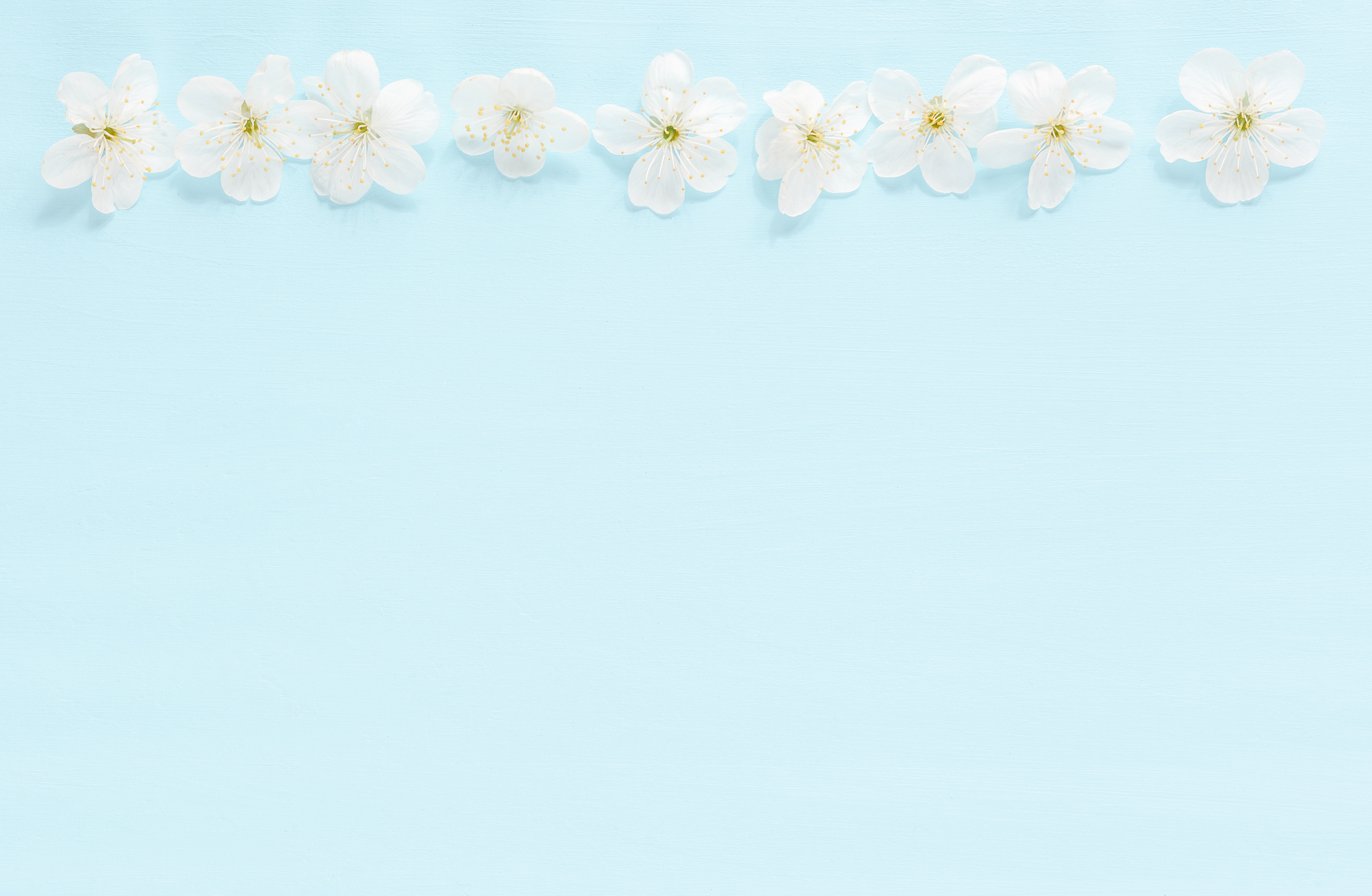 Blooming Prunus flowers with pleasant scent on blue background